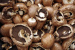 Farm fresh  Portabello  mushrooms piled for farmers market display. Closeup view.