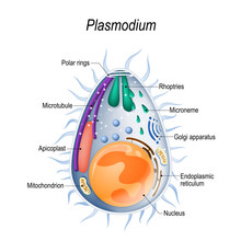 Diagram Of Plasmodium Merozoites  Structure.