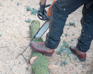 Sticker - A Tree Surgeon uses a chainsaw to cut through a small branch.