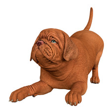 Dogue De Bordeaux, Bordeaux Mastiff, French Mastiff Or Bordeauxdog In A White Background 

