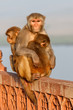 Macaque at the backside of the Taj Mahal in Agra, India