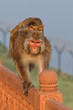 Macaque at the backside of the Taj Mahal in Agra, India