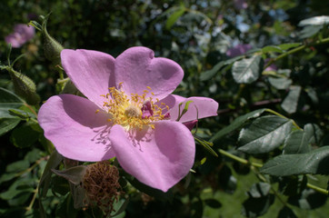 Wall Mural - Rosa canina; dog rose on Swiss waste ground