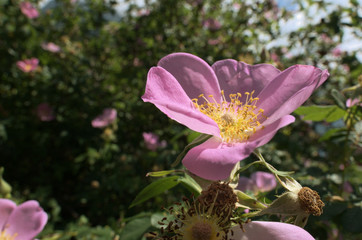 Wall Mural - Rosa canina; dog rose on Swiss waste ground