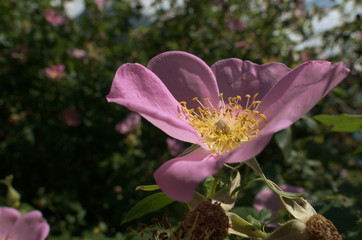 Wall Mural - Rosa canina; dog rose on Swiss waste ground