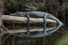 American Alligator Resting On Log