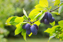 Plums On Branch