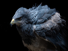 Chilean Blue Eagle