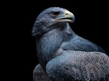 Chilean Blue Eagle