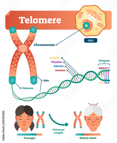 wallpapers Chromosome Labeled Telomeres adobe stock
