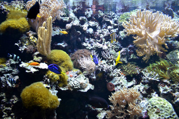 Wall Mural - Coral reef with various fish