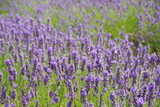 Fototapeta Lawenda - lavender flowers in UK