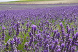 Fototapeta Lawenda - lavender flowers in UK