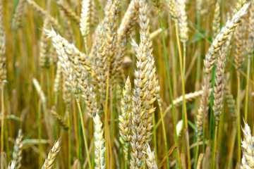 Field with ears of wheat, beautiful natural rural landscape, harvest