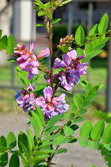 Colorful flowers of Acacia