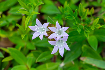 Largeflower pusley (Richardia grandiflora), nicknamed Florida Snow, purple flowers closeup - Hollywood, Florida, USA