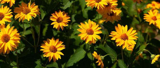 Wall Mural - Panorama of yellow flowers on the flowerbed. Heliopsis yellow on a summer city flowerbed. Panorama of bright summer flowers.