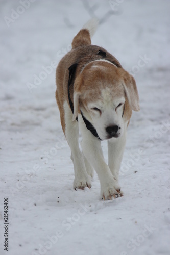 Plakat Beagle w śniegu w Munich, Germany