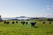 Cows in pasture at Green Point Beach, north west Tasmania, Australia