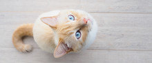 Banner For Website, Sweet Young White Cat With Blue Eyes Plays, Rests, Stretches,