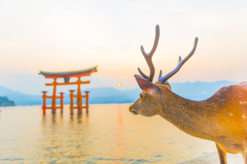 Wall Mural - 広島 宮島の風景