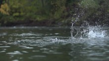 Slow Motion Footage Of Fly Fishing For West Coast Chum Salmon. Pristine Clear River Fishing In The Mountains With Huge Salmon On The Fly. Chum Salmon Fly Fishing In British Columbia Canada.