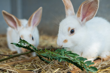 two cute white baby rabbits eating grass on the straw ground