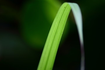 beautiful fresh green leaf in fresh natural
