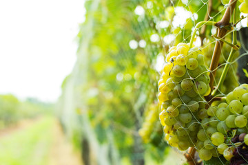 bird protection net on wine grapes at winery before harvest