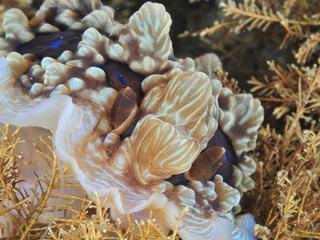 Face details with horns of gem nudibranch Dendrodoris gemmacea crawling on short brow algae.