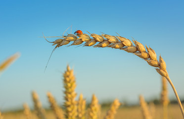 Canvas Print - Ladybug, Ladybird hanging over a golden grain ear (botany). Light blue sky in background. Crop field in bloom with golden wheat flourishing. 