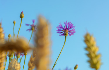 Canvas Print - Ladybug, Ladybird hanging over a golden grain ear (botany). Light blue sky in background. Crop field in bloom with golden wheat flourishing. 