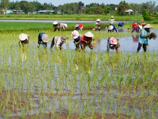 Agriculture in rice fields