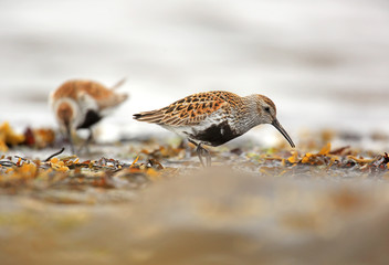 Wall Mural - Dunlin pair