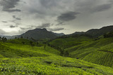 Fototapeta Na sufit - Tea Plantation Landscape - Awesome Landscape with sky clouds