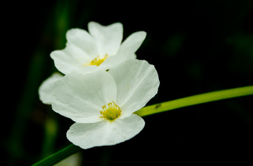 Wall Mural - Amazon lilies white