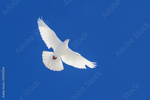 Cuadros en Lienzo white dove flying through the blue sky