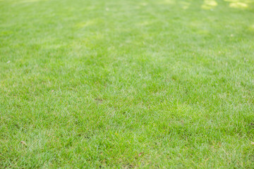 Green grass. natural background texture