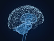 Human brain X-ray scan , Medically accurate 3D illustration