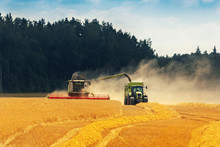 Crop Harvest - Combine Harvester Loading Grains In A Tractor Trailer On The Field