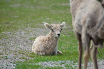 Bighorn Sheep in Banff National Park, Alberta, Canada