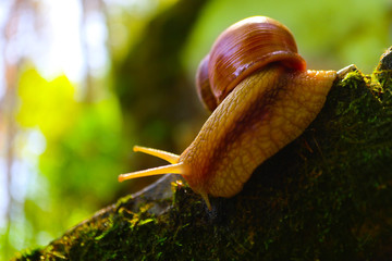 A snail in the forest, green mossy natural background, macro view. A big wild beautiful helix with spiral shell.