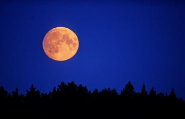 full moon rising over forest.