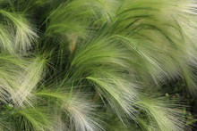 Delicate, Beautiful, Graceful, Curves Of Feather Grass