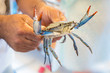 blue crab in hands