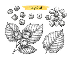Canvas Print - ink sketch of hazelnut.
