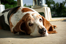 Tired Basset Hound Laying On Patio