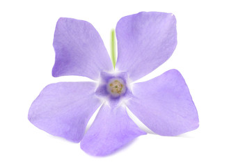 Wall Mural - one blue periwinkle with green leaves isolated on white background. Vinca minor