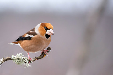 Poster - Hawfinch (Coccothraustes coccothraustes) sitting on a branch