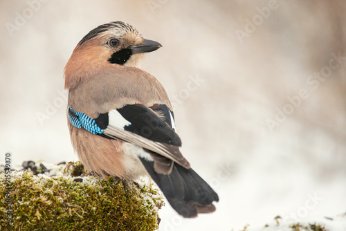 Eurasian Jay Garrulus Glandarius On The Winter Bird Feeder Buy